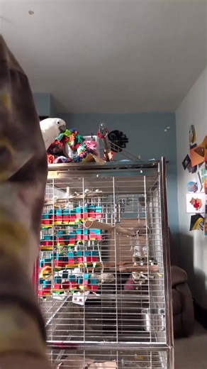 Furby the Birb's Harness Adventure