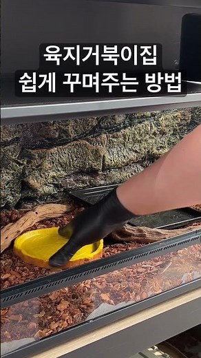 육지거북이 키우기 쉬워요! 거북이집 꾸며주는 간단하고 확실한 방법 15초만에 보기 #육지거북 #거북이 #반려동물 #희귀애완동물 #거북이키우기 #육지거북이