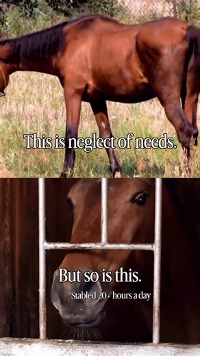 Shelby Dennis, CEBC on Instagram: "Keeping horses stalled for most of the day is neglect of needs (with the exception of medically necessary stall rest.) This statement causes mass discomfort and a lot of defensiveness in horse people, but it’s true. The negative implications of excessive stalling have been well documented for decades. Excessive confinement and isolation creates stress behaviours like cribbing, weaving, stall walking and more. It can lower immune function. It can increase reacti