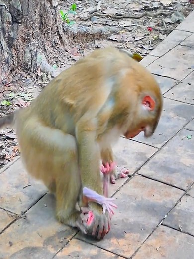 Monkey Belove on TikTok