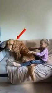 The Sweetest Dogs You'll Ever See #shorts