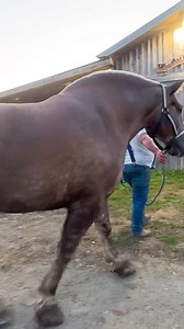 El Percherón, una raza equina que supera la tonelada de peso, requiere un descanso adecuado y una alimentación balanceada después de cada jornada de arduo trabajo. Estos cuidados son esenciales para preservar su buena salud y condición física." | Zootecniabc