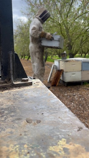 The second your bees are released from almonds do splits before pulling them out then pull the splits off then pull them out. Leave the splits in California for one month while you bring the rest of your hives back to your location. Feed them and put bases under them. Pay someone to load them so you don’t have to be out there. This gives you time to make spring honey in your location before doing splits. When your first splits get back they are ready for honey production. Move them into your sum