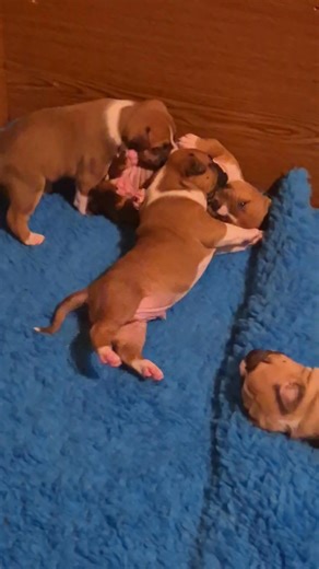 Maluchy odkryły zapasy 🙈 i ani myślą spać 😁🥹 | From Rebel Flag FCI