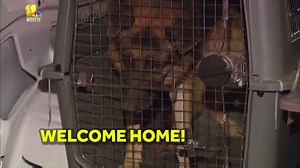 610K views · 5.4K reactions | A pack of hero bomb-detection dogs are...