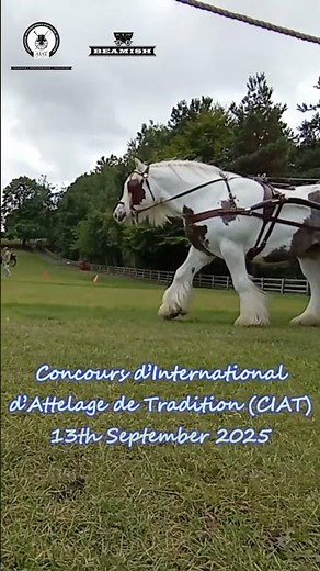 Concours d’International d’Attelage de Tradition (CIAT) 2025 Beamish Museum Clip 10 #horse #short