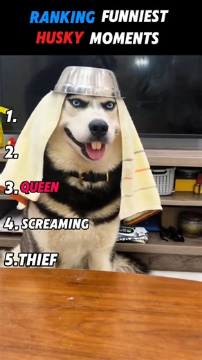 Ranking the best moments of the husky 😯😅 #funny #ranking #animals