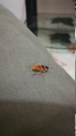 Do Roaches Fly? Flying cockroach video