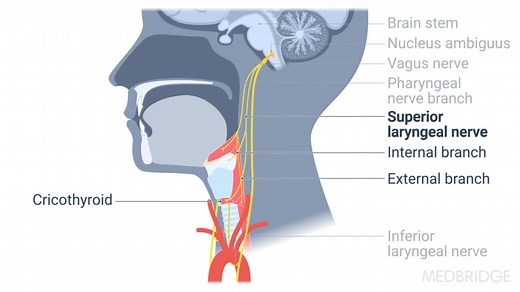 Effective Voice Therapy for Vocal Fold Paralysis and Paresis | Medbridge
