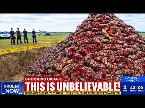 The USA Kept Losing Its Pythons — When They Found The Killer They Evacuated!