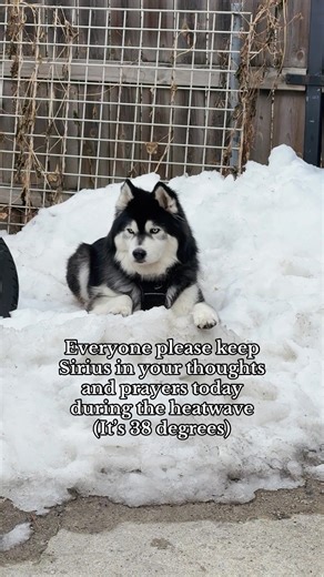 He may or may not be calling Sarah McLachlan. #huskylife | sirius