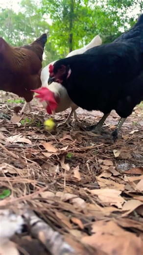 Chickens eat apple core
