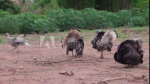 Strutting wild turkey in Farm
