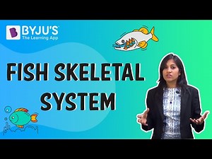 Fish Skeletal System Explained | Fish Anatomy