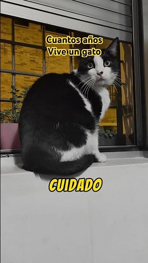 Cuantos años vive un GATO🐾💚🐾 La esperanza de vida promedio de un MICHI #curiosidadesdegatos #cats