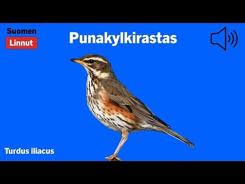 Punakylkirastas - Turdus iliacus - Redwing - rödvingetrast - TURILI