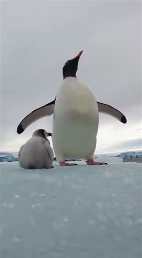 젠투 펭귄 vs 도둑갈매기 (남극 얼음)/Gentoo Penguin vs Thief Seagull (Antarctic Ice)