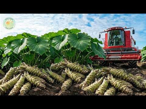 How Japanese Farmers Harvest and Process Millions of Wasabi | Inside Japanese Wasabi Farming