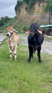 Absolutely beautiful Brahman cross bull at Ak heritage & Co | Biggest Bulls Of Bangladesh