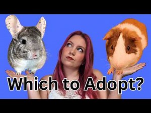 Comparing Chinchillas & Guinea Pigs - Which is right for you?