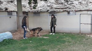 Protection training | Global Dog Training