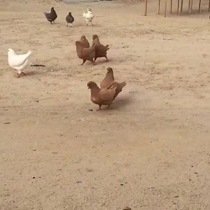 King Pigeons | Pigeons