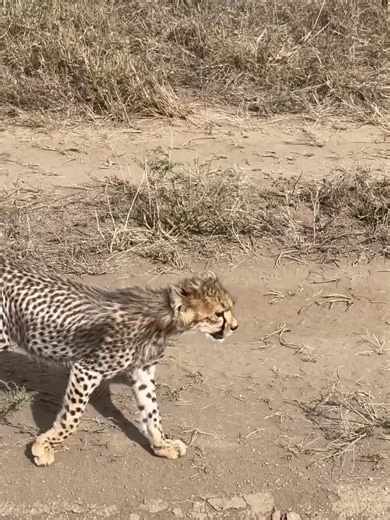 Darlene and her little one today. Looks like mom could use a meal soon!! Even though it's sad that Darlene is down to one cub from the original three, she hasn't had much success as a mom in the past and even had a subadult cub back in 2022. Pretty sure this remaining cub is a male but I'll need a better angle to confirm! Still it's nice to see the two of them doing well❤️ #cheetah #cheetahcubs #tanzania #serengetinationalpark #darlene | jacob animals