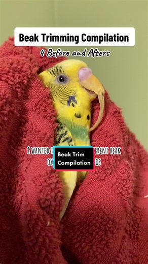 Bird beaks can become overgrown for multiple reasons, here’s a few! #p... | Budgie Bird