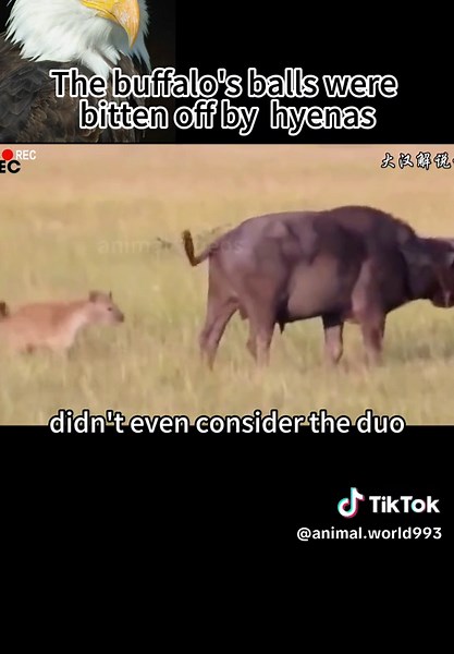 Buffalo Attacked by Hyenas: A Brutal Encounter