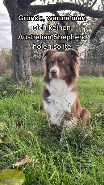 Bin mir sicher, ihr kennt viele! 😅 Für mich gibts keinen!!! 🤷‍♀️😉 #pepsiaussie #australianshepherd #agilitydog #hundetraining