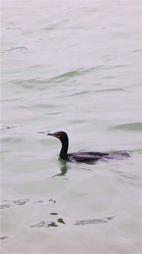 Double-crested Cormorant leaping slightly out of the water building downward momentum 🦆