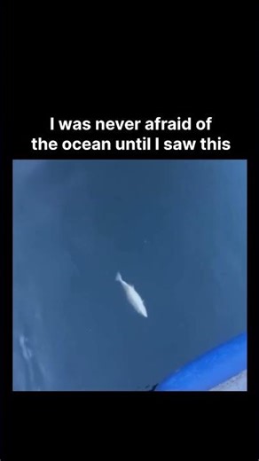 I was never afraid of the ocean until I saw this ❤️‍🩹