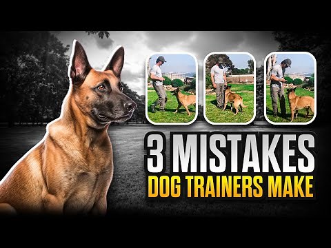 3 MISTAKES Dog Trainers Make and How to AVOID Them: #1 Stay to Recall - Dog Training Videos
