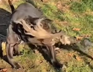 Woodards Buddy 💯💯💯🦾🦾🦾 a nice morning play with SPRING POLE | TOP APBT WORLD