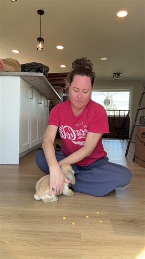 Bunny socialization exercise.