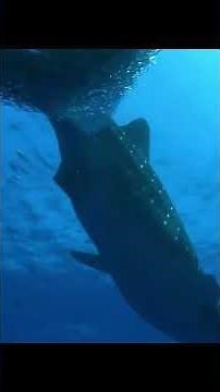 海の王者：世界最大の魚・ジンベエザメ #恐怖 #都市伝説 #衝撃の事実