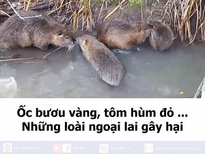 2.1M views · 7.4K reactions | Những loài ngoại lai xâm nhập Việt Nam Xem tiếp: https://youtu.be/zoWerV63lsQ - | Việt Báo | Facebook