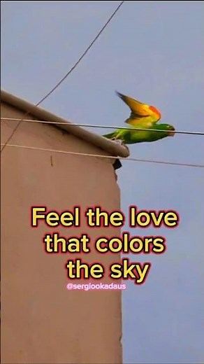 ☀️Parakeet couple singing to the sky — feel the sunshine in their love song! 🦜💚🌈