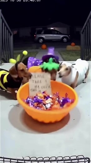 Security camera has recorded a bunch of naughty dachshunds dressed up for trick or treat this halloween stealing treats. If you see these dachshunds in your area, please contact police immediately. Rumour has it, they've been stealing everyones food and everyone has run out of treats within 10 minutes. #halloween #halloweenie #trickortreat #dachshund #sausagedogs | Dachshunds Are Awesome