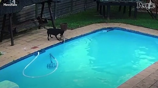 Dog Rescues Canine Friend from Pool