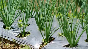 Innovative Farming Techniques Scallions and Cabbage on Windswept Merapi Terrace with Weed Mat. Stock Video