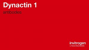 Dynactin 1 antibodies from Thermo Fisher Scientific
