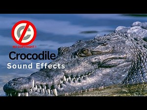 Crocodile sounds effect no copyright | Crocodile growl, hisses, jaw snaps, eating and water moment