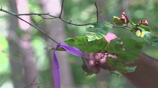 Beech leaf disease spreads across trees in Maine