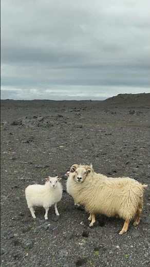 Why Are There So Many Sheep in Iceland? 🤔