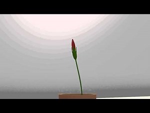 3D Flower growing animation