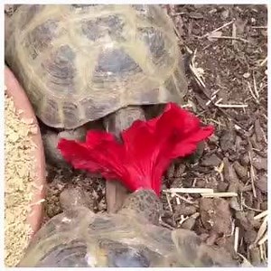 Russian tortoises do great outdoors in San Diego year-round if offered proper shelter for the winter. Hibiscus flowers also do well in our climate and are a great source of food for Russian tortoises as well as most other species of tortoise. Don't feed from unknown plants that could be contaminated with pesticides. #russiantortoise #tortoise #hibiscus #tortuga #flowerfood #sharingiscaring #naturalsunlight #reptilesofinstagram #tortoisesofinstagram #hibiscusflower | Pet Kingdom