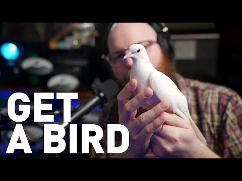 Why Doves are the Best Pets