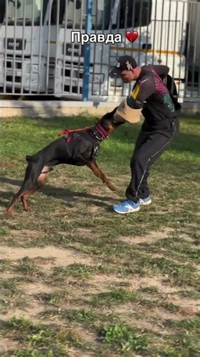#doberman #igpdogsport #кинологмосква #igp #дрессировкасобак #dogtrener #кинологмосква #doglover
