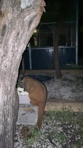 Pumpkin eating #petsoftiktok #animalsoftiktok #kinkajou #exoticpets #kinkajousoftiktok #kinkajous | Sage Discovery